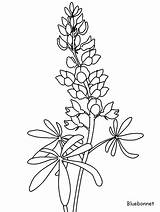 Coloring Bluebonnet Pages Flower Drawing Printable Blue Line Bonnets Drawings Flowers Coloringpagebook sketch template