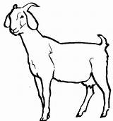 Goat Outline Clipart Clip Cliparts Baby Goats Coloring Animated Boer Animals Drawings Kid Pages Mountain Cartoon Animal Clipartbest Library Clipartmag sketch template