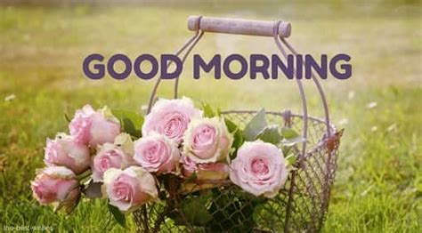 200 Beautiful Good Morning Wishes With Flowers [ Best Hd Images ]