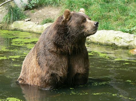 filekodiak bear ursusjpg wikimedia commons