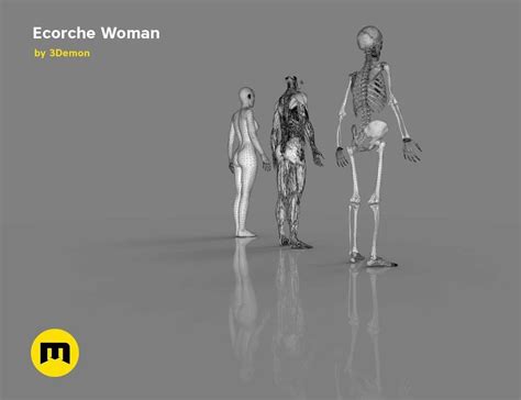 Human Model Ecorche Woman 3d Model Cgtrader
