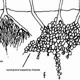 Caulerpa Taxifolia Florida Ifas Species Alga sketch template