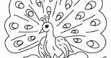 Burung Mewarnai Merak Inspirasi Sketsa sketch template