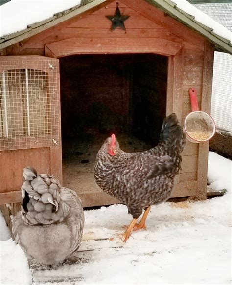 tips  winter chicken care fresh eggs daily  lisa steele