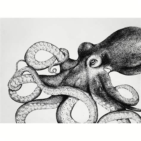 ink  drawing   octopus rillustration