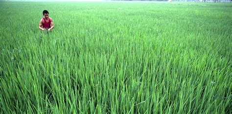 why rice growers in china are more sexually liberal than wheat growers