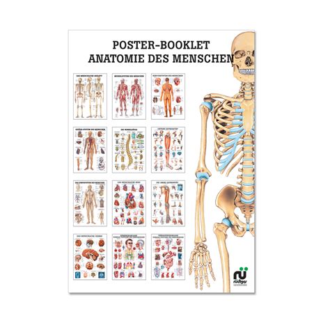 poster booklet anatomie des menschen ruediger anatomie