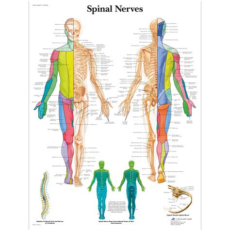 anatomical charts  posters anatomy charts spinal nerves paper chart