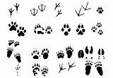 Tracks Tierspuren Footprints Footprint Pawprints Graphics Identify Vecteurs Vecteur Vectoriel Vecteezy Brushes Brosses sketch template