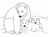 Bear Polar Coloring Pages Cute Printable Getcolorings Color sketch template