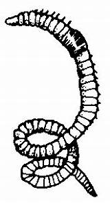 Leech Worm Worms Segmented sketch template
