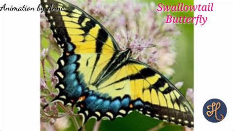 unique butterflies   names animation  anne  sofia