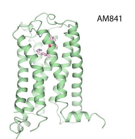 Activated Structures Of Cannabinoid Receptor Revealed National