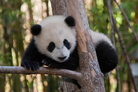 giant panda san diego zoo animals plants