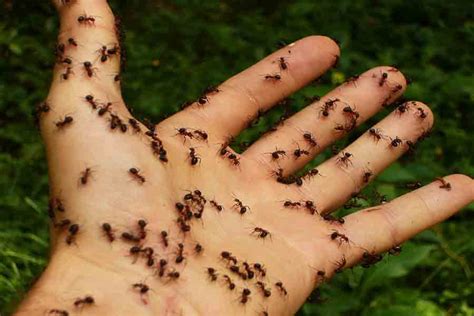 ants bite sting    bite humans