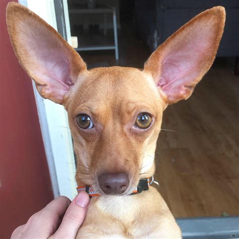 bodhi   big ears chihuahua