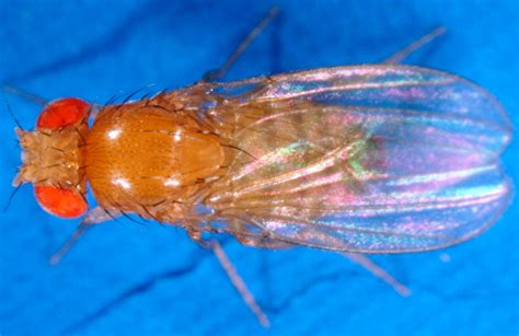 fruit flies that expect sex but get none live shorter