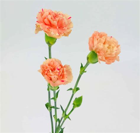 carnation mini light orange wholesale bulk flowers cascade floral