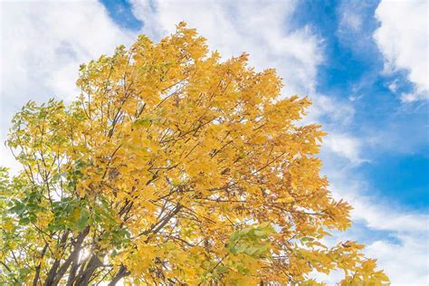 How To Prune A Cedar Elm Tree
