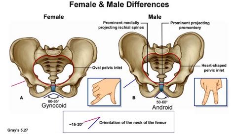 Male Anatomy Diagram Vs Female Search Photos Testicles The Male