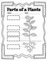 Plant Parts Label Color Activity Define Cut sketch template