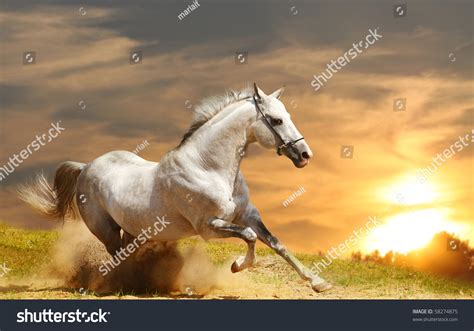 white stallion  sunset stock photo  shutterstock