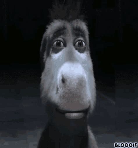 donkey shrek donkey gif donkey shrek donkey shrek discover share gifs