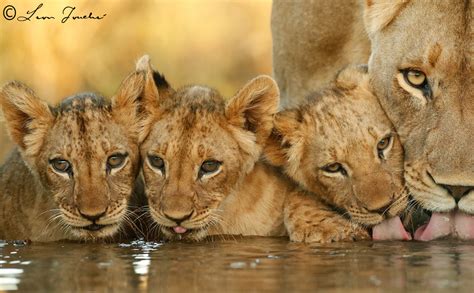 lioness  cubs