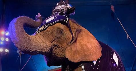 jersey   state  ban wild animal circus acts