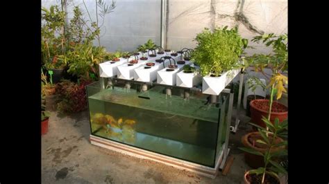easy  healthy backyard aquaponics build