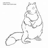 Squirrel Ground Coloring Drawing Wildlife Line Pages Index Getdrawings Own Color sketch template