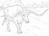 Tori Longhorn Colorare Disegni sketch template