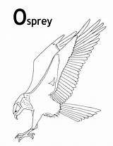 Osprey Coloring Pages Color Animals Sheets Florida Animal Printable Print Sheet Animalstown Kids Bird Everglades Town Adult sketch template