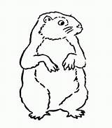 Marmotte Groundhog Superman Hog Printablefreecoloring sketch template