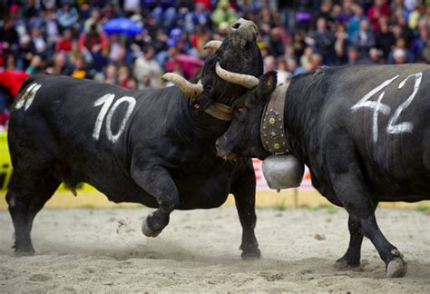 Battle Of The Queens Horned Herens Cows Battle It Out In The Swiss