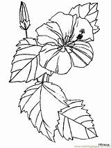 Coloring Flower Pages Flowers Color Printable Hibiscus Library Clipart Clip sketch template