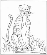 Tiger Coloring Pitara Pages Kids sketch template
