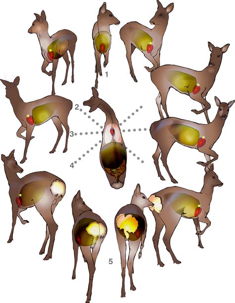 Deer Anatomy Organs