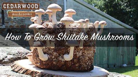 grow shiitake mushrooms youtube
