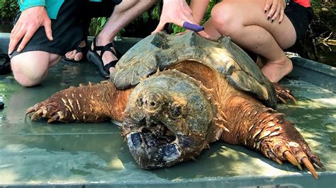 Huge Alligator Snapping Turtles Mississippi Researchers Share Finds