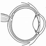 Eye Biologycorner sketch template