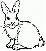 Jack Rabbit Drawing Coloring Getdrawings sketch template