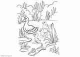 Pond Coloring Pages Ducklings Printable Adults Kids sketch template