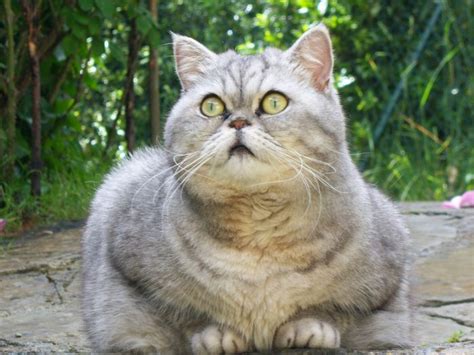 Fat Cat Giuly Is A New Internet Sensation ~ Damn Cool Pictures