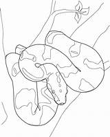 Boa Constrictor Coloring Pages Line Kids Python Clipart Cliparts Color Adults Library Drawings Printable Print Snake Google Getcolorings Designlooter Boas sketch template
