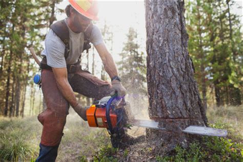 tips  cutting  trees true  rental