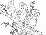 Coloring Macaw Hyacinth Conure Drawing Sun Color Pages Drawings Getdrawings sketch template