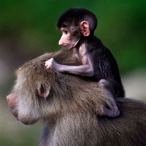 images  monkeys riding    pinterest tricycle