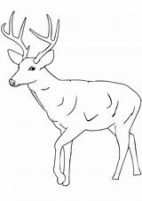 Coloring Deer Sheets Choose Board sketch template