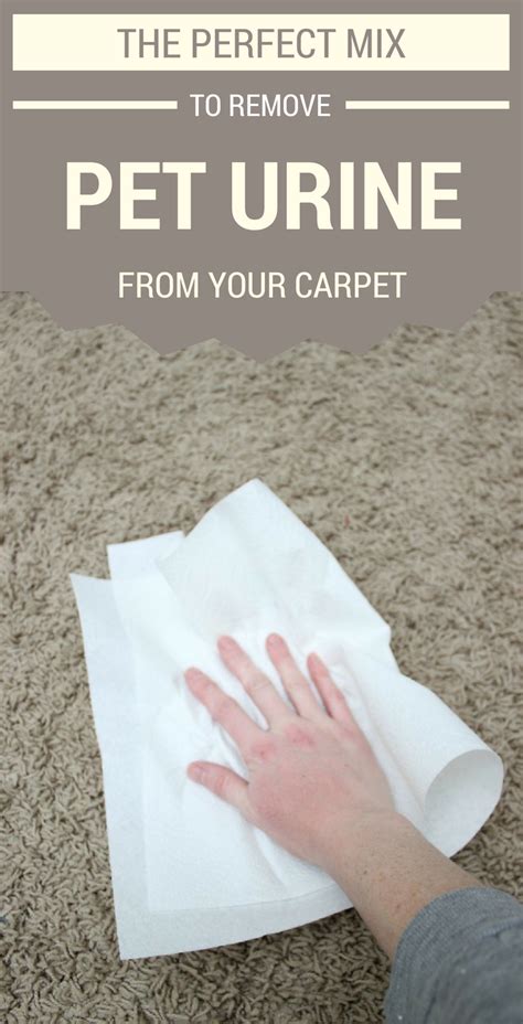 perfect mix  remove pet urine   carpet cleaningtips